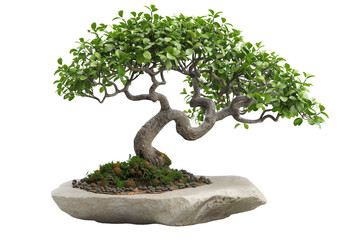 Small bonsai plant tree isolated on transparent background