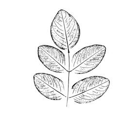 Black and white stamp impression of a leaf or plant with organic texture. Isolated leaf print for floral art or pattern.