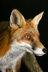 Fototapeta premium Fox in the Dark Portrait