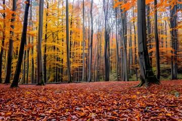 Obraz premium Autumnal Forest: A Canopy of Gold and Red