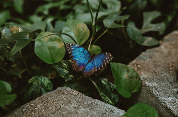 Blue Butterfly in leaves