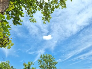 Fototapeta premium green leaves and blue sky