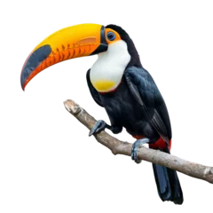 Colorful toucan perched on a branch showcasing its large vivid yellow-orange beak, isolated on a white background, transparent background. © OPP-786