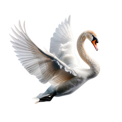Elegant white swan in mid-flight with majestic wings spread wide, isolated on a white background, transparent background.