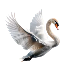Selbstklebende Fototapeten Elegant white swan in mid-flight with majestic wings spread wide, isolated on a white background, transparent background. © OPP-786