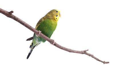 Bright parrot on tree branch against white background. Exotic pet