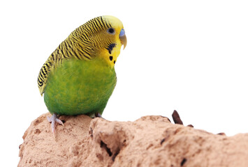 Fototapeta premium Bright parrot on wooden snag against white background. Exotic pet