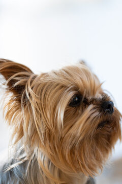 Close-up of Yorkshire Terrier with long fur, looking attentively at something