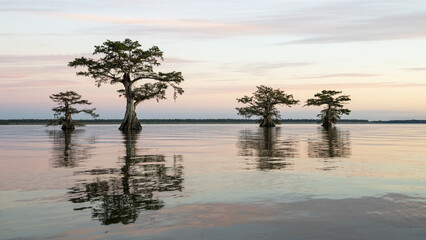 Bald cypresses (Taxodium distichum) in water, dusk, Atchafalaya Basin, Louisiana, USA, North America