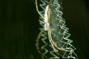 巣を張って獲物を待つクモ
