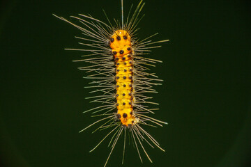 自分の吐いた糸で空間に浮かぶ毛虫