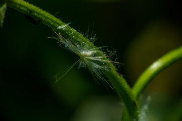 葉に止まるアオバハゴロモ