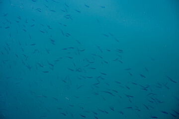 Flock of small fish in blue lake