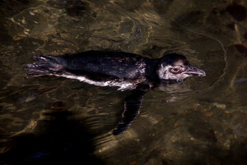Penguin swimming in Barra da Lagoa in Florian&oacute;polis, Brazil