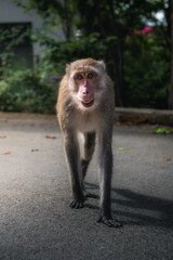 Fototapeta premium Wild monkeys playing on a street in Thailand
