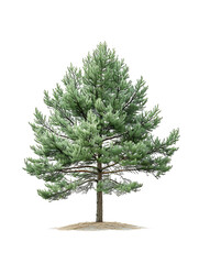 Obraz premium Pinus Monophylla Tree Isolated on Transparent Background