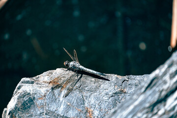 close up of a Blue Skimmer dragonfly on a rock