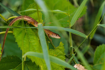 獲物を待つカナヘビ
