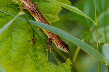 獲物を待つカナヘビ