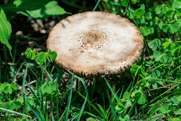 草原に生えるキノコのテーブル