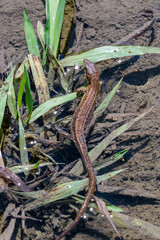 獲物を探すカナヘビ