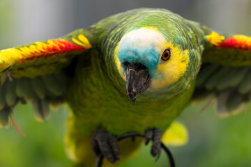 Green parrot on street © Sebastin