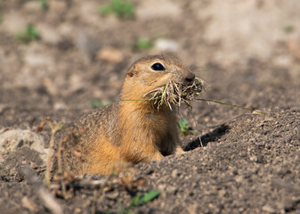 Richardson's ground squirrel beside burrow