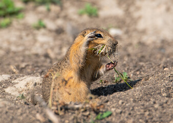 Richardson's ground squirrel beside burrow