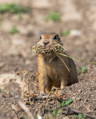 Richardson's ground squirrel beside burrow