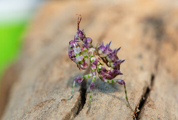 A beautiful juvenile spiny flower mantis (Pseudocreobotra ocellata) displaying its beautiful colours