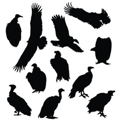 Vector Illustration of Vulture Silhouette Set