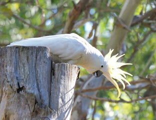 Cockatoo displaying