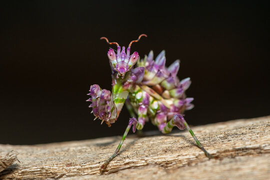 A beautiful juvenile spiny flower mantis (Pseudocreobotra ocellata) displaying its beautiful colours