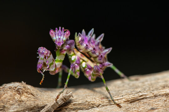 A beautiful juvenile spiny flower mantis (Pseudocreobotra ocellata) displaying its beautiful colours