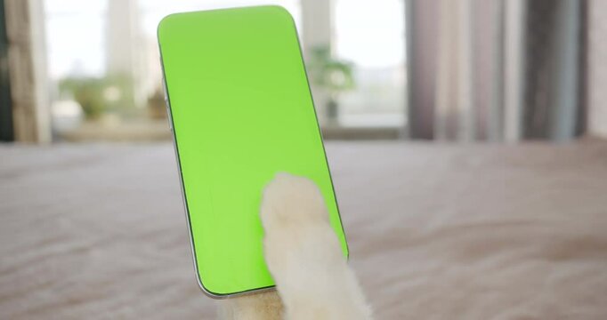 Cat or dog paw touching and swiping smartphone with green screen on bed funny pet using technology concept mockup for social media and apps. Funny pet smartphone concept