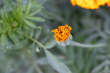 Close-up of an orange marigold flower bud beginning to bloom, set against a blurred green foliage background.