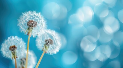 Obraz premium A close up of three dandelions on a blue background. The dandelions are small and white, and the background is a bright blue sky. Concept of calm and serenity