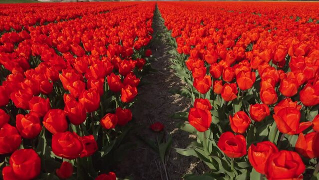 Aerial: Drone Forward Close-Up Shot Of Red Tulip Flowers In Agricultural Field On Sunny Day - Amsterdam, Netherlands