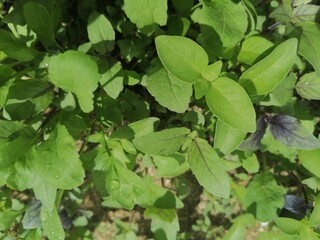 Fototapeta premium In the quiet corner of my garden, the basil plants stand proudly, their leaves unfurling like a green sea with waves of vibrant verdure. 