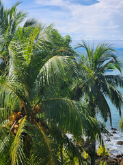 Obraz premium coconut tree