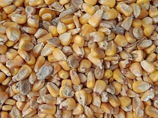 Top view of maize seeds or grain pile displayed in order on vendor's.white grains or seeds of zea mays l.white corn pattern background.
