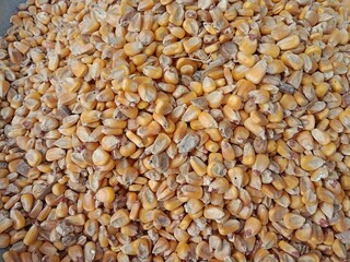 Top view of maize seeds or grain pile displayed in order on vendor's.white grains or seeds of zea mays l.white corn pattern background.
