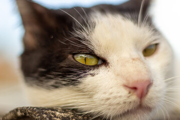 portrait of a black white cat