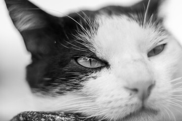 portrait of a black white cat