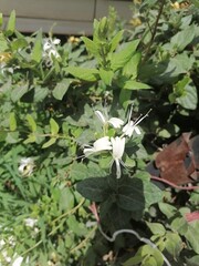 Obraz premium In the soft embrace of the garden’s green, a white blossom unfurls its tender arms.