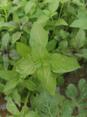 In the quiet corner of my garden, the basil plants stand proudly, their leaves unfurling like a green sea with waves of vibrant verdure. 