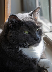 portrait of a cat looking out window