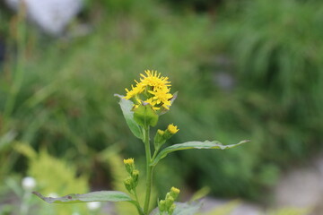 夏の千畳敷カールに咲く高山植物。ミヤマアキノキリンソウ。
