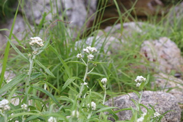 夏の千畳敷カールに咲く高山植物。ヤマハハコ。

