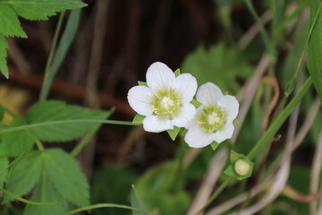 夏の千畳敷カールに咲く高山植物。ウメバチソウ。
